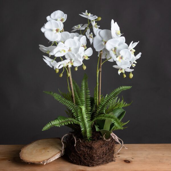 Large White Orchid And Fern Garden In Rootball - Image 4