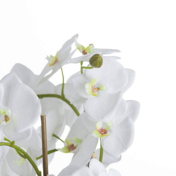 Large White Orchid And Fern Garden In Rootball - Image 2