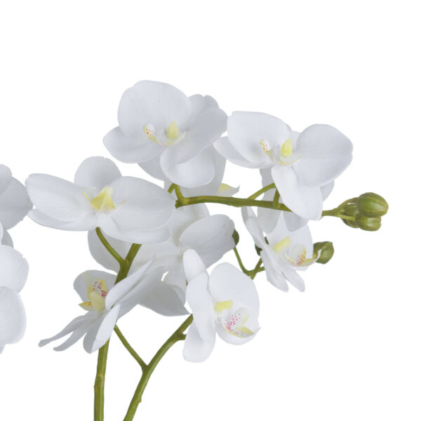 White Orchid In Glass Pot - Image 3