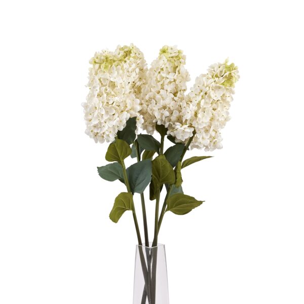 White  Spear Hydrangea - Image 5